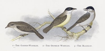 The Garden-Warbler, The Orphean Warbler, The Blackcap by Alexander Francis Lydon